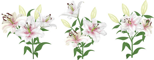 可爱的白色与粉红色的百合花在白色上图片下载