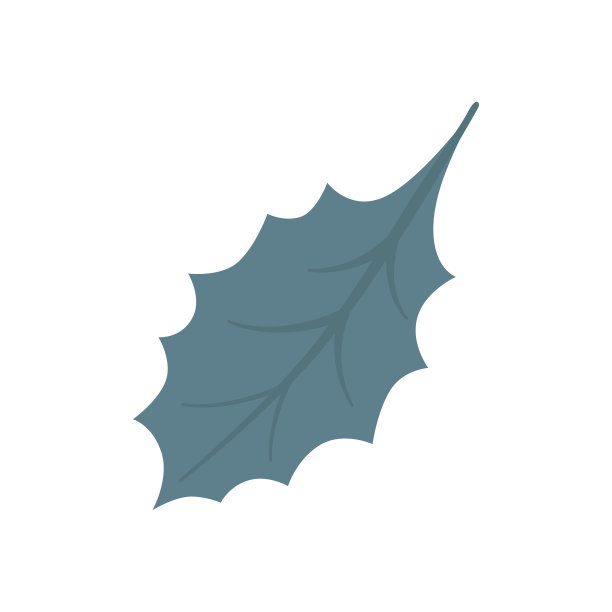 绘制冬青叶孤立在白色。图片下载