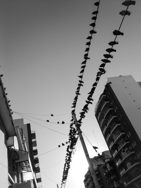电线上有无数只鸟图片下载