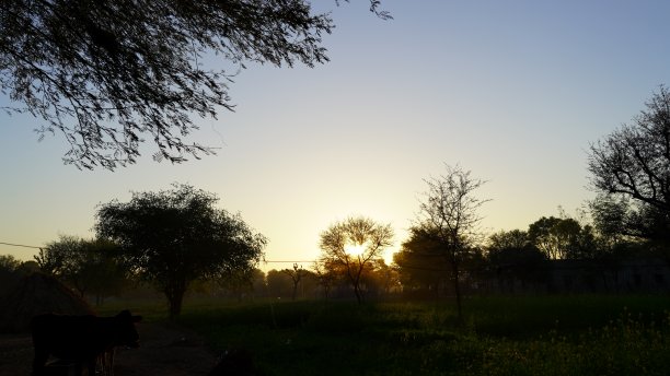 奇妙的金色光线与吸引阳光在日落。朦胧树景在国内乡村景观。图片下载