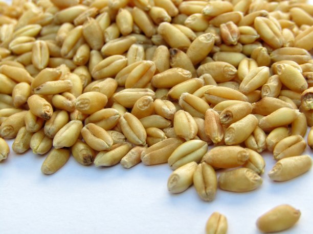 在白色背景上分离的小麦种子图片下载