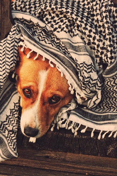 阿拉伯围巾流浪狗图片下载