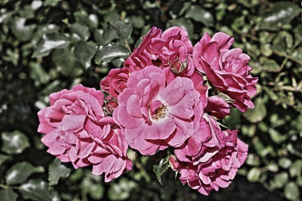 浮雕粉红玫瑰灌木高动态范围摄影图片下载