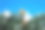 美丽的圣诞白球在绿色的人造树枝上，映衬着蓝天。特写镜头。有选择性的重点。圣诞装饰品。新年和圣诞节的魔术主题。图片下载