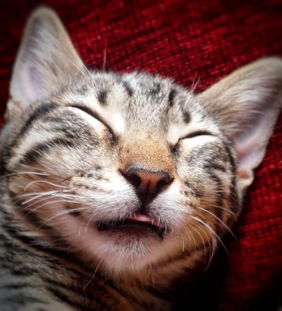 小猫睡觉的特写图片下载