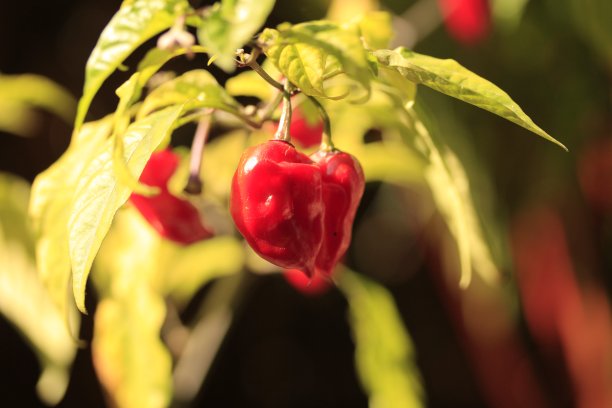 树上生长的樱桃特写镜头图片下载