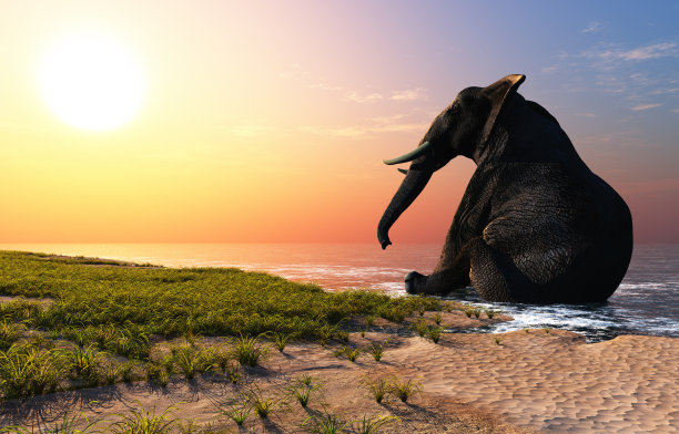 海滩上的大象。图片下载