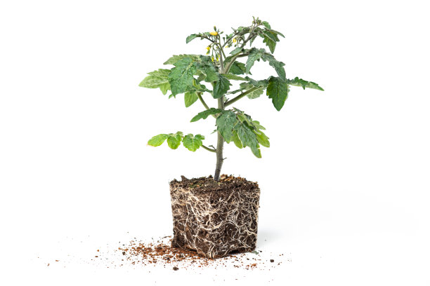 番茄幼苗图片下载