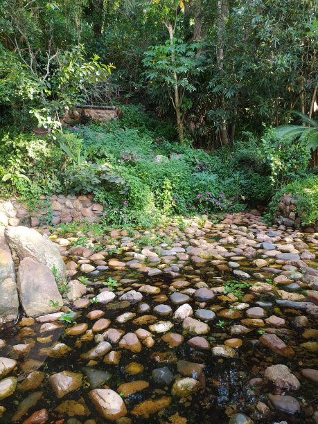 有小瀑布隐藏在灌木丛中的多岩石的池塘图片下载