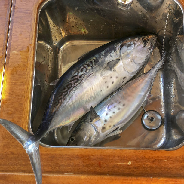 水槽里的金枪鱼图片下载