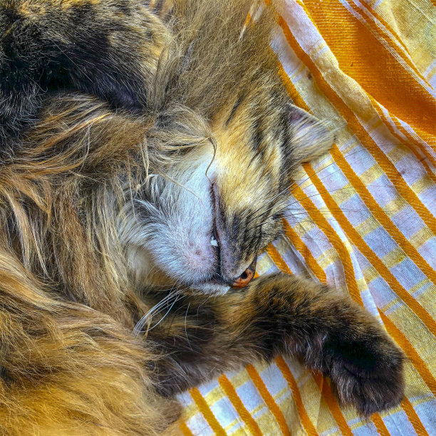 猫放松图片下载