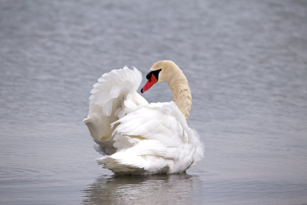 天鹅波图片下载