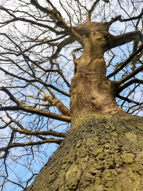 森林之王图片下载