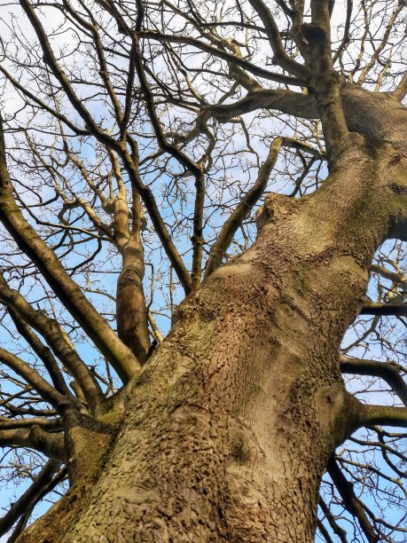 森林之王图片下载