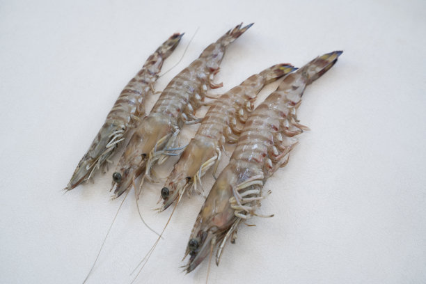 新鲜的虾图片下载