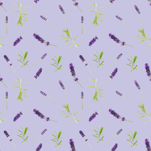 无缝模式由薰衣草花孤立在紫罗兰。新鲜的花朵。花卉图案。图片下载