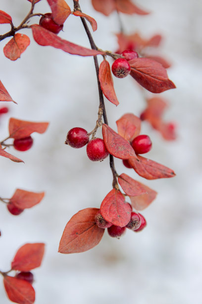 在树枝上结霜的红浆果，冬天的背景图片下载