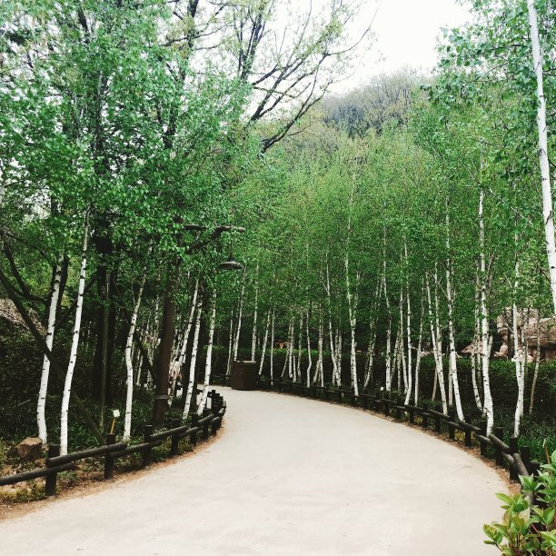 树木环绕的干净的小路图片下载