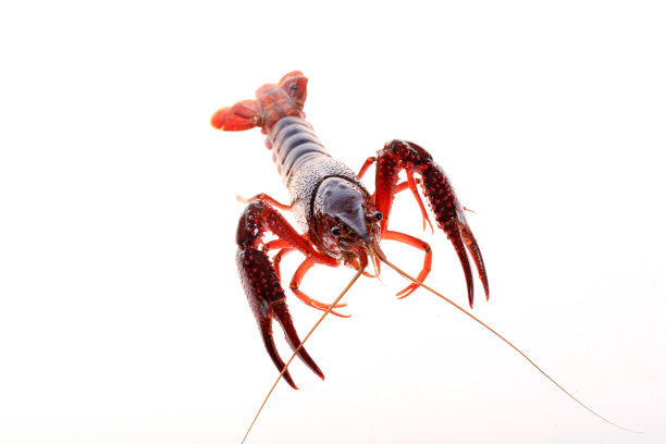 白色背景上的小龙虾图片下载