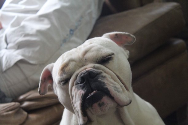 英国牛头犬图片下载