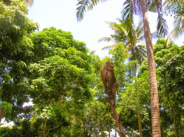 猴子表演。泰国。图片下载