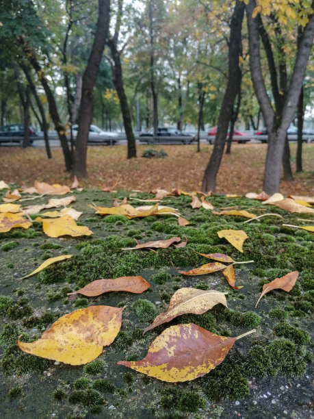 秋叶季节-青苔石镇公园树和汽车上停车图片下载
