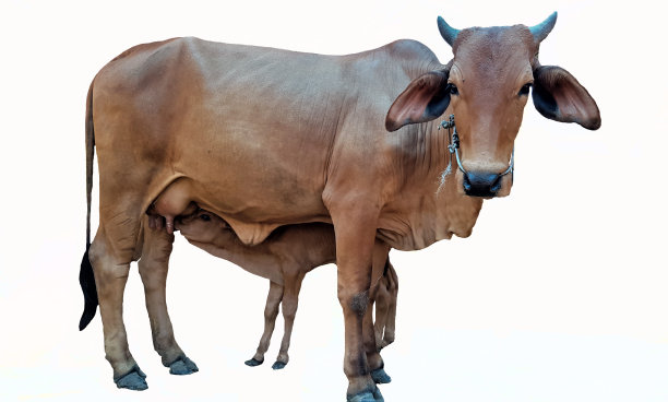 白色背景上的小牛正在吃奶牛的奶。图片下载