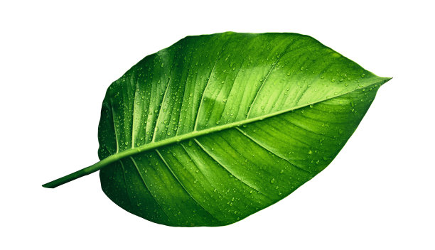 水滴落在绿叶上，孤立在白色的背景上图片下载