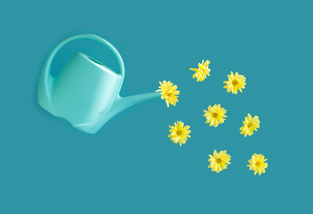 黄色的花从一个蓝色的喷壶里倒出来。蓝色背景上的蓝色喷壶。春季和夏季概念。图片下载