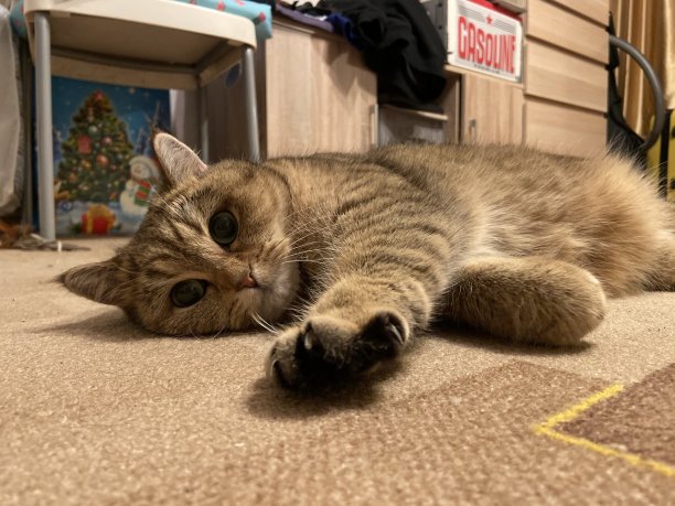 可爱的猫图片下载