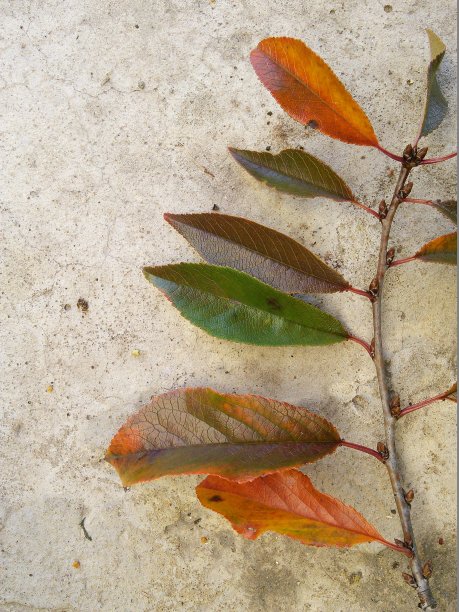 樱桃树枝上挂着五颜六色的秋叶。图片下载