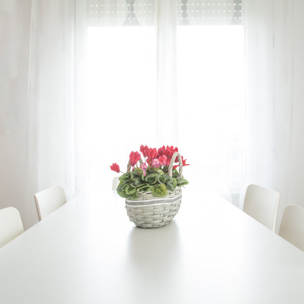 白色的桌子上放着一篮仙客来图片下载