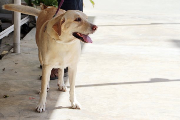 拉布拉多犬帮助人们图片下载