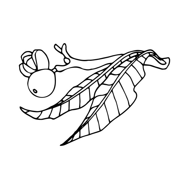 胡桃枝上有叶和果皮，是装饰装饰或图案的元素图片下载