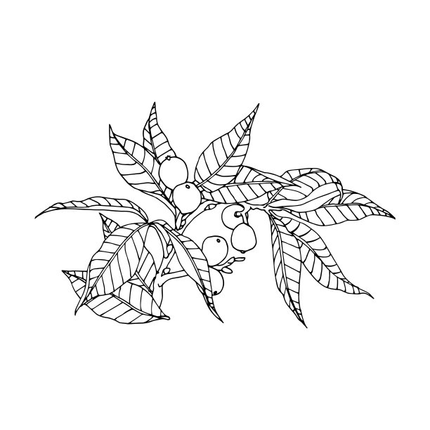 胡桃枝上有叶和果皮，是装饰装饰或图案的元素图片下载