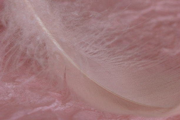 美丽的粉红色鸟羽毛的特写图片下载