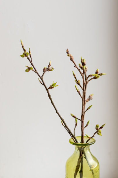 你好春天或复活节快乐概念:新树的枝叶在春天的花瓶中萌芽。在玻璃花瓶里长叶子。树枝与树叶只是盛开在白色的背景和空白的文字。图片下载