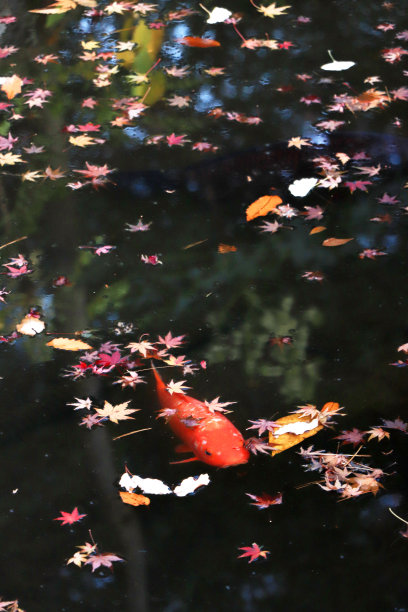 锦鲤(日本红鲤鱼)在池塘里游泳图片下载