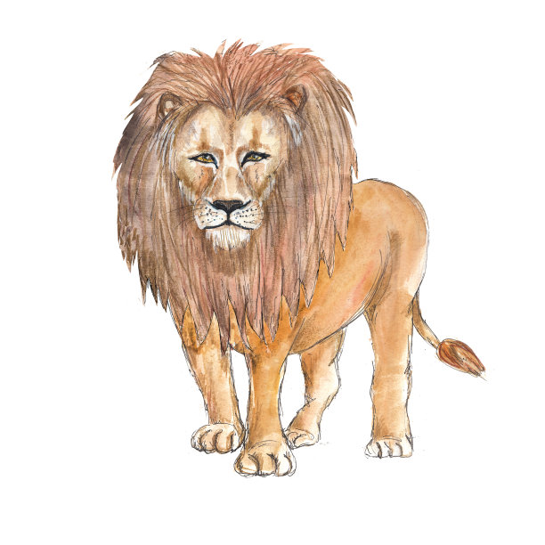 Safari非洲动物水彩图标孤立的白色背景图片下载