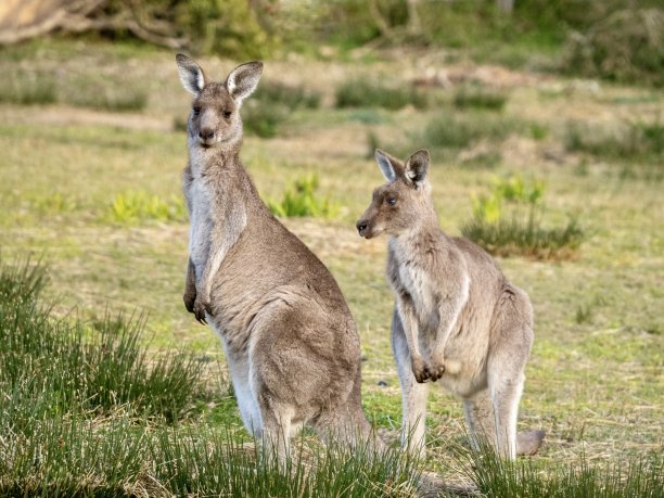 两只袋鼠在野外图片下载