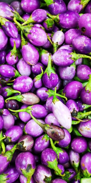 新鲜采摘的有机茄子图片下载