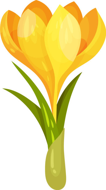 在白色上孤立的茎上的黄色番红花图片下载