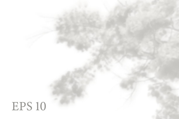 透明的天然树枝影光图片下载