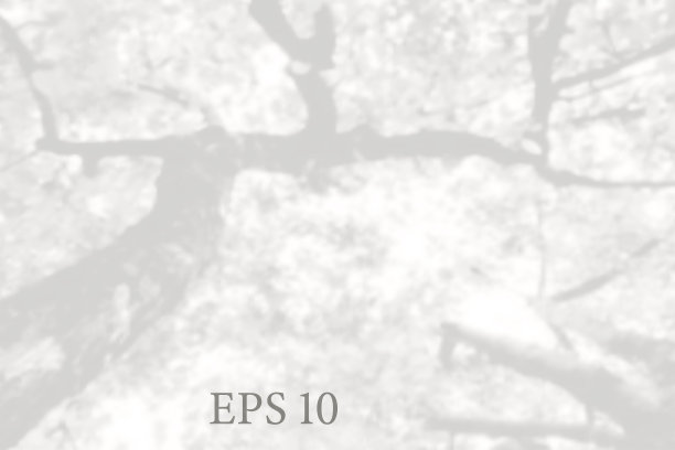 透明的天然树枝影光图片下载