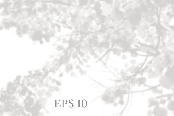 透明的天然菩提树枝叶阴影图片下载