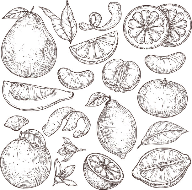 柑橘水果素描手绘橘子图片下载