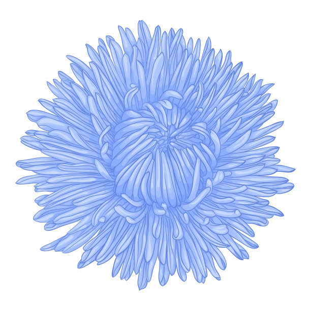 美丽的蓝色紫菀孤立在白色的背景图片下载