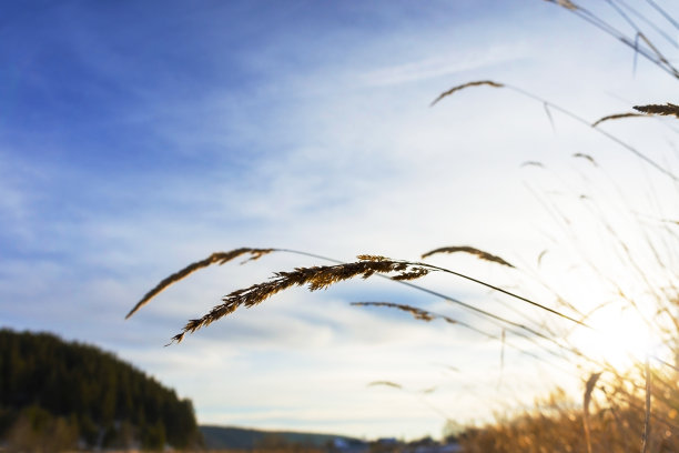 干燥的草小穗特写在蓝色多云的天空和冬季雪景的背景。抽象的自然背景与复制空间图片下载
