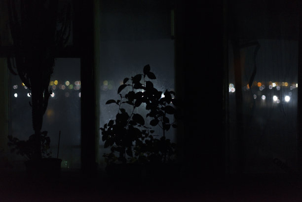 夜晚，一间公寓以窗户为背景，黑暗中室内植物的剪影图片下载