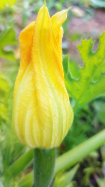 黄色西葫芦花图片下载